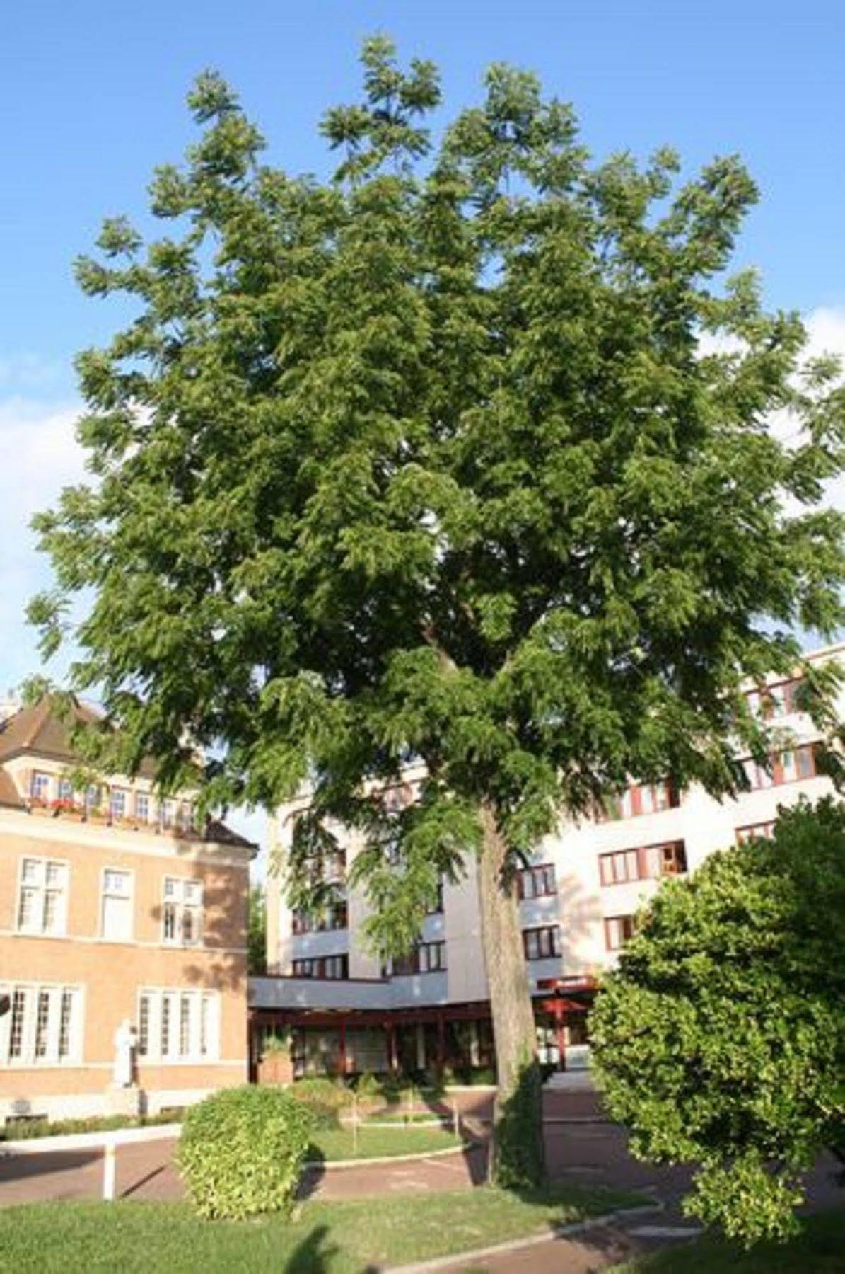Residence Universitaire Lanteri Fontenay-aux-Roses Luaran gambar